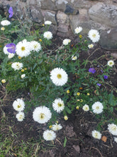 Aster (symphytcum) novi-belgii 'White Ladies'