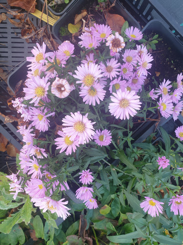 Aster novae-angliae 'Barrs Pink'