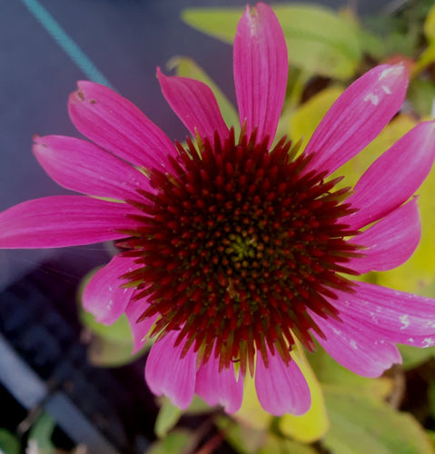 Echinacea purpurea 'Rubinstern'