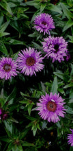Aster novae-angliae 'Purple Dome'