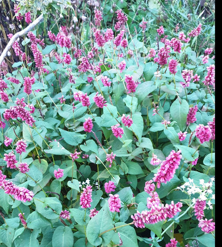 Persicaria amplexicaulis 'Inverleith'