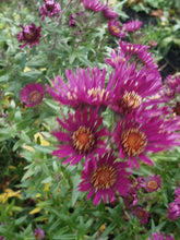 Aster novae-angliae 'James Ritchie'