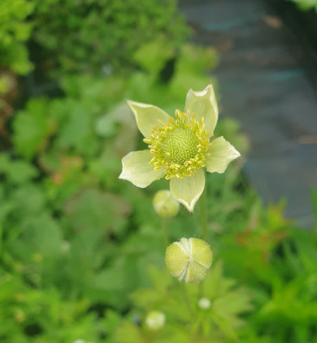 Anemone cylindrica