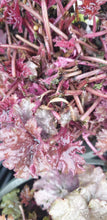 Heuchera 'Blackberry Jam'