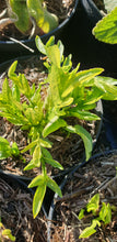 Valeriana phu 'Aurea'