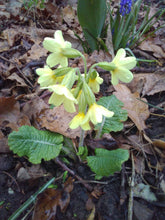 Primula elatior