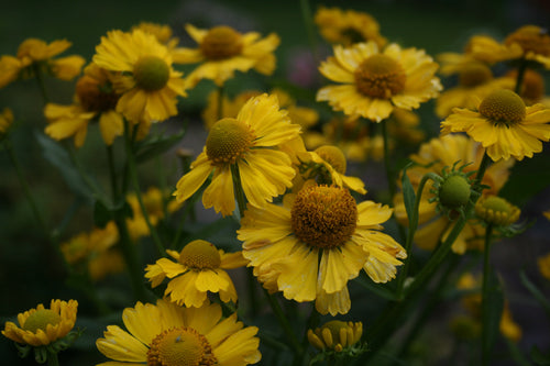 Helenium Kanara