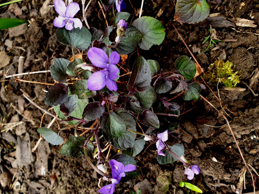 Viola labrodorica