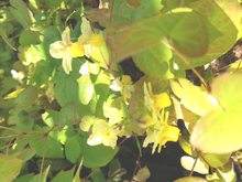 Epimedium versicolor sulphureum
