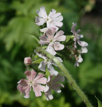 Lychnis chalcedonica ‘Salmonea’