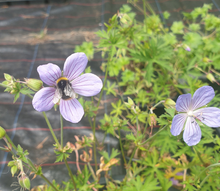 Geranium Blue Cloud
