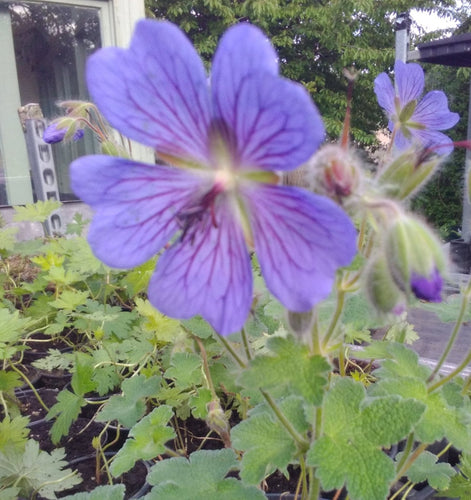 Geranium reynardii 'Phillipe Vapelle'
