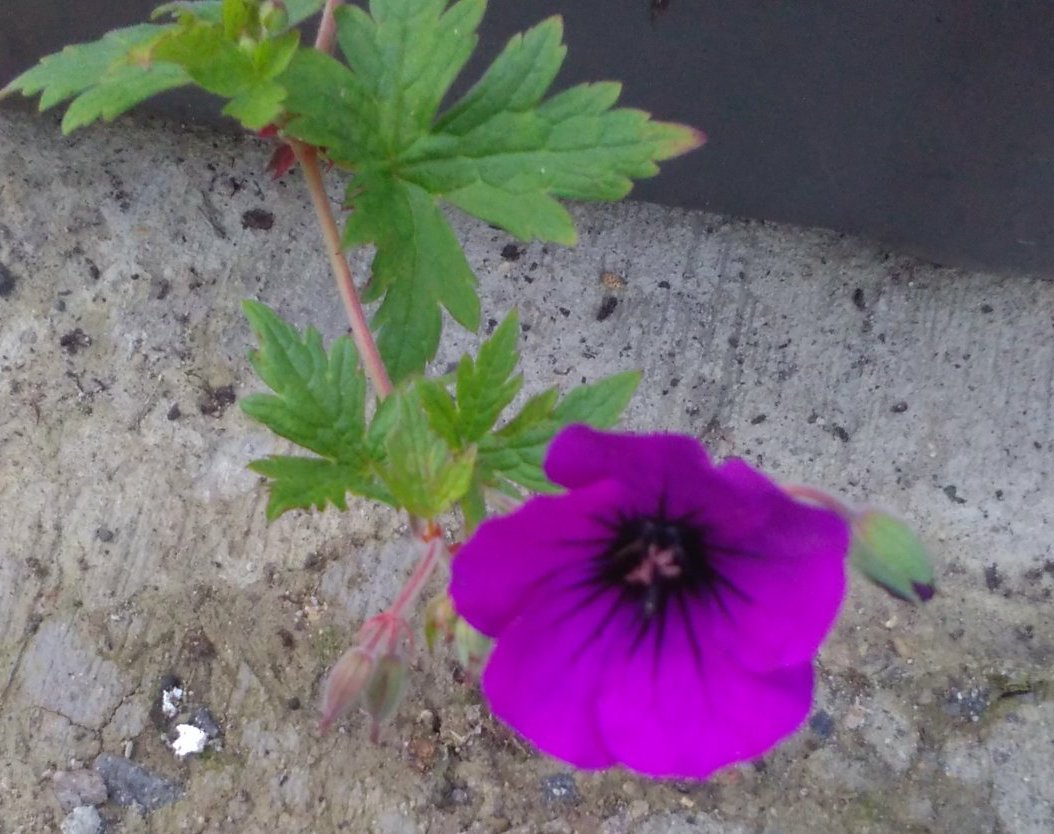 geranium anne thomson seeds Geranium 'Anne Thomson' – Plants Shoots and Leaves
