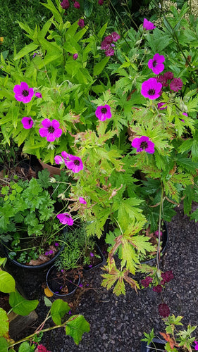 Geranium 'Anne Thomson'