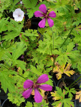 Geranium 'Hola Guapa' PBR