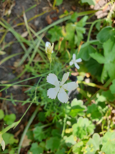 Dianthus Deltoides 'Confetti White'
