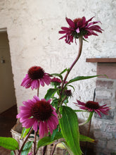 Echinacea purpurea 'Magnus Superior'
