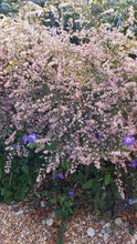 Aster Lady in Black.