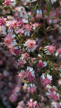 Aster Lady in Black.