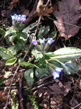 Pulmonaria Opal