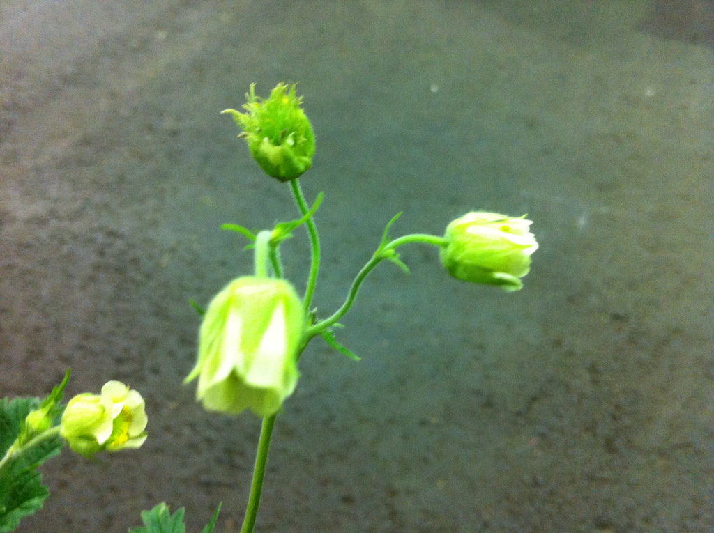 Geum rivale album – Plants Shoots and Leaves