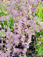 Clinopodium vulgare