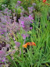 Clinopodium vulgare