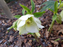 Helleborus niger