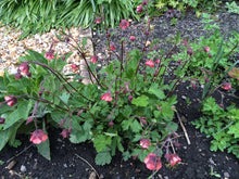 Geum rivale ‘Leonard’s Variety’