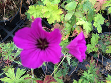 Geranium psilostemon 'Patricia'