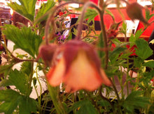 Geum rivale ‘Leonard’s Variety’