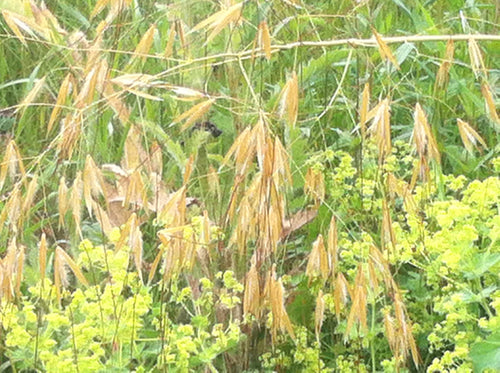 Stipa gigantea