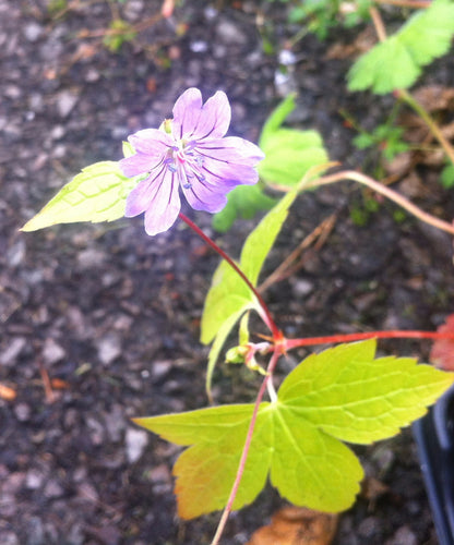 Geranium nudosum