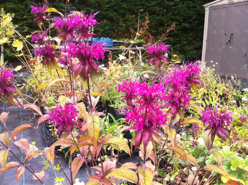 Monarda on Parade