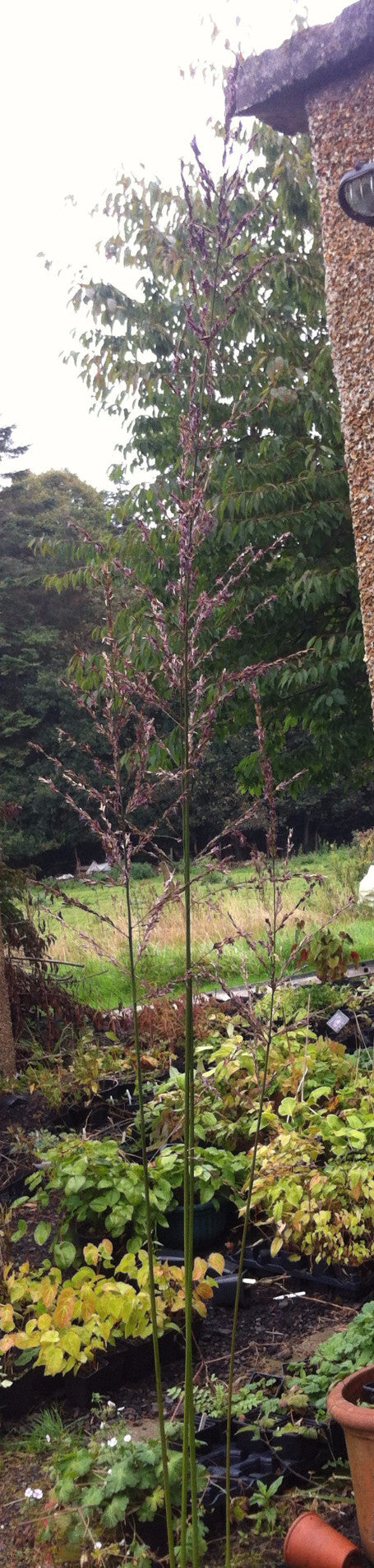 Molinia caurelea ssp. arundinacea 'Transparent'