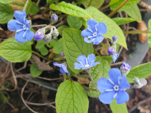 Omphalodes Verna