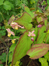 Epimedium x versicolor 'Cupreum'
