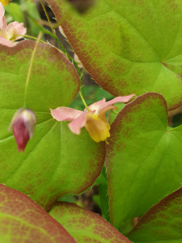 Epimedium x versicolor 'Cupreum'