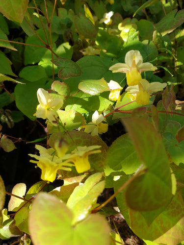 Epimedium versicolor sulphureum