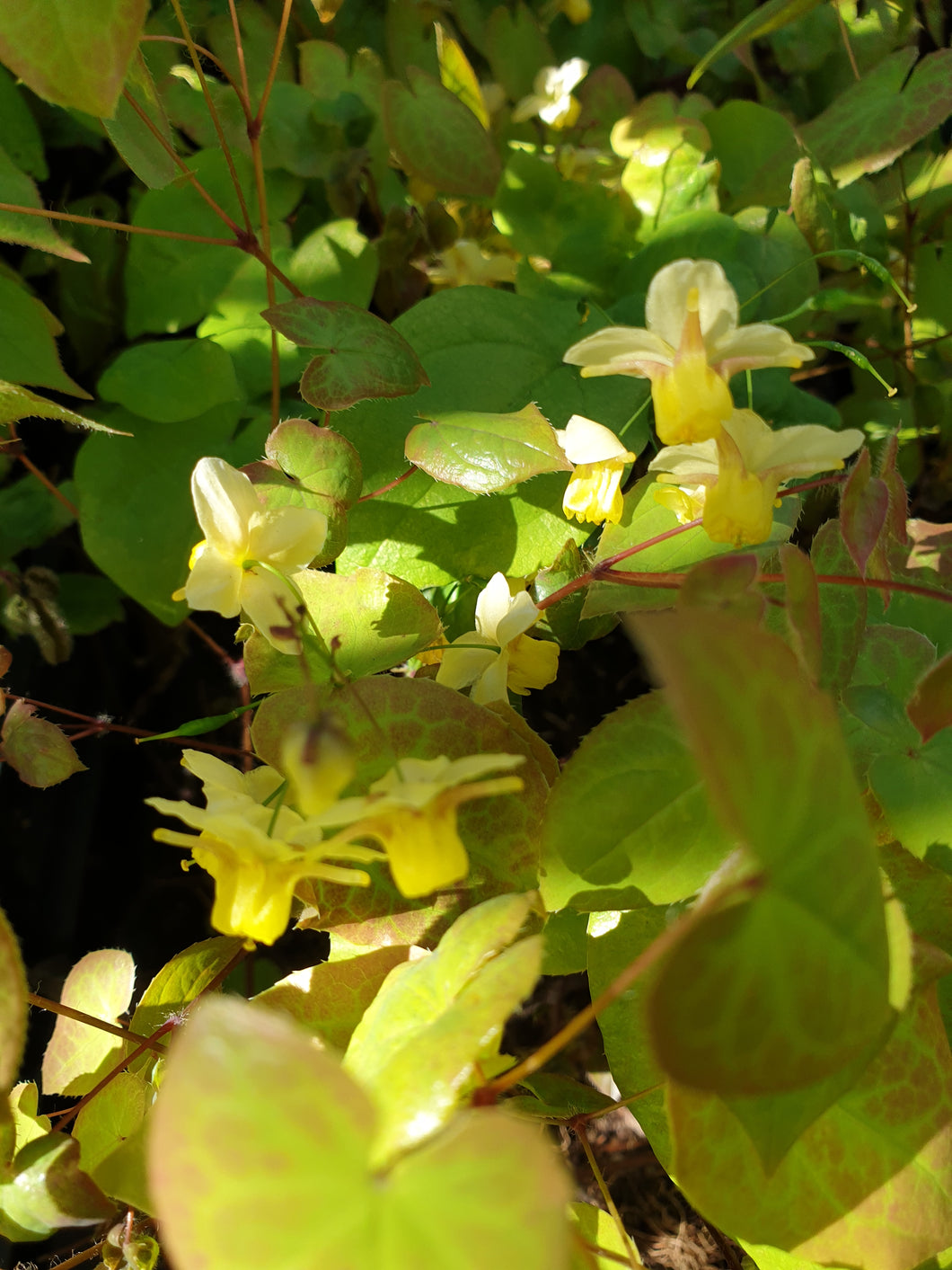 Epimedium versicolor sulphureum