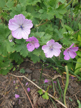 Geranium albanum 