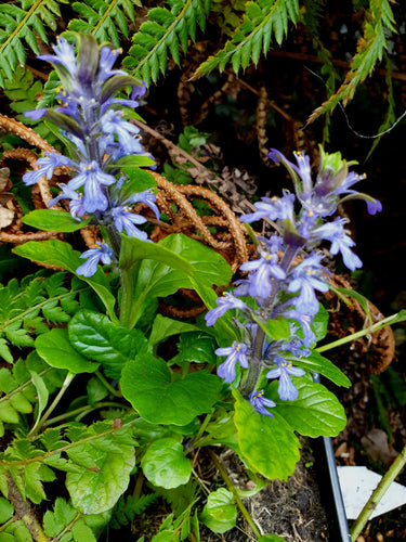 Ajuga reptans 'Blueberry Muffin'