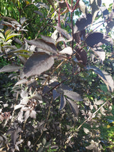 Sambucus nigra 'Black Beauty'