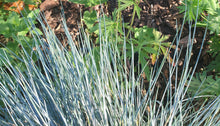 Festuca glauca 'Elijah Blue'