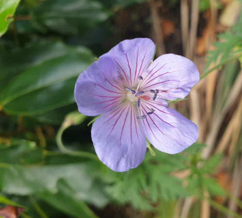 Geranium Blue Cloud