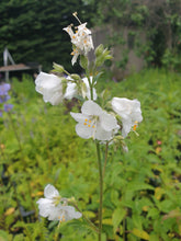 Polemonium caeruleum subs caeruleum f.Album