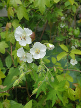 Geranium phaeum 'Album'