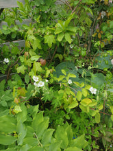 Geranium phaeum 'Album'