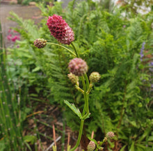Sanguisorba officinalis 'Arnhem'