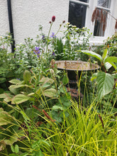 Sanguisorba officinalis 'Arnhem'